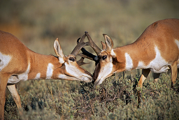 Pronghorn Bucks Sparring, Yellowstone National Park