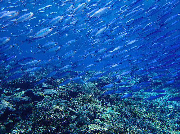 Corals and Fusilier Fish, Raja Ampat