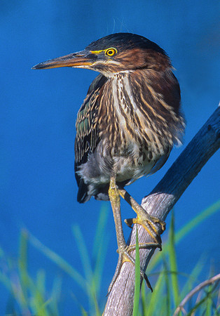 Green Heron, Quebec