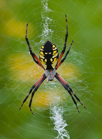 Black and Yellow Garden Spider, Vermont