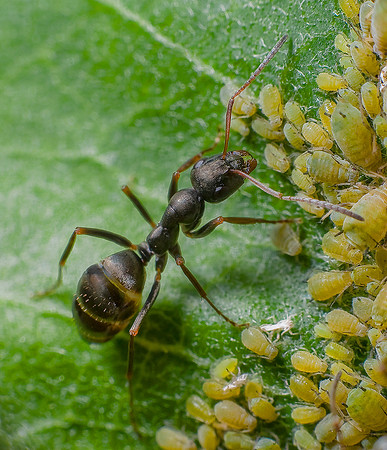 Field Ant Herding Aphids, Vermont