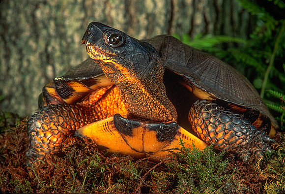 Wood Turtle, Montgomery Center, VT