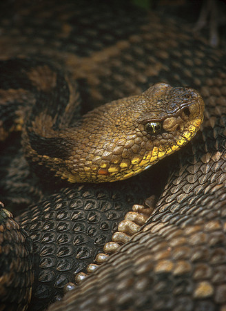 Northern Timber Rattlesnake, Dorset, VT
