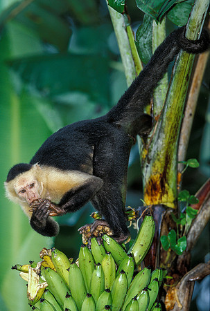 White-faced Capuchin Eating Bananas, Costa Rica