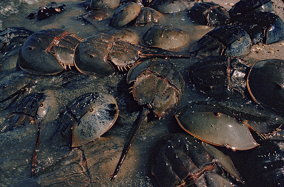 Horseshoe Crab Swarm, Delware