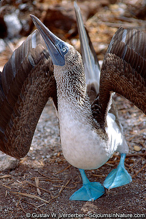 Blue-footed Booby Mating Dance, Galapagos Islands