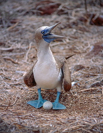 Blue-footed Booby with Egg, Galapagos Islands