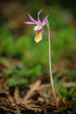 Calypso Orchid, Vermont