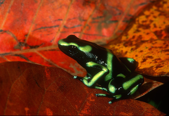 Green and Black Poison Dart Frog, Costa Rica