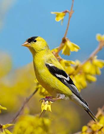 Gold Finch on Forsythia, VT