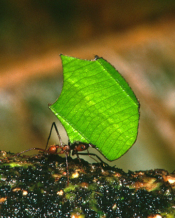 Leaf Cutter Ant, Costa Rica