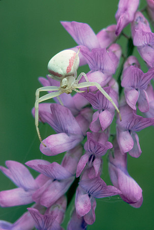 Crab Spider on Cow Vetch, VT