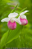 Showy Lady's Slipper, VT