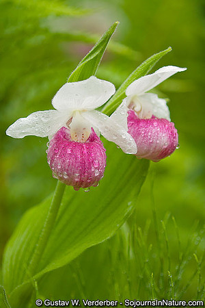 Showy Lady's Slipper, VT