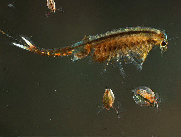 Fairy Shrimp & Daphnia, VT