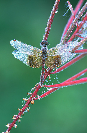 Red Skimmer with Dew on Fireweed, VT