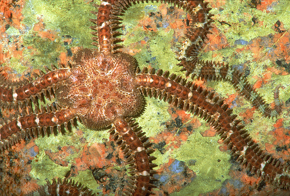 Daisy Brittle Star, ME