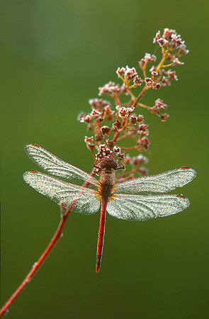 Red Skimmer, VT
