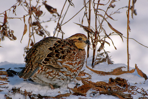 Female Bobwhite in Winter, VT
