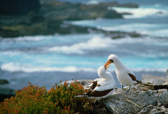 Masked Boobies Courting, Galapagos Islands