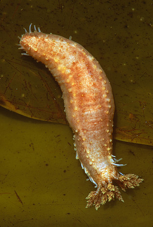 Young Orange-footed Cucumber, ME