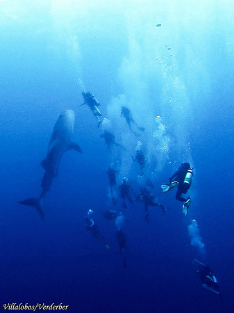 Divers and Whale Shark, Belize