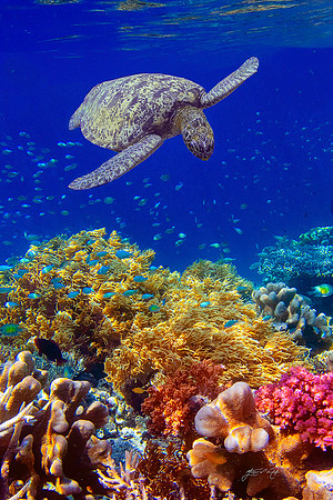 Green Turtle and Corals, Raja Ampat