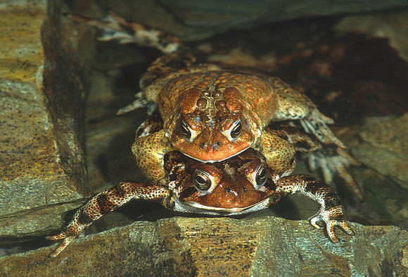 American Toads in Amplexus, VT