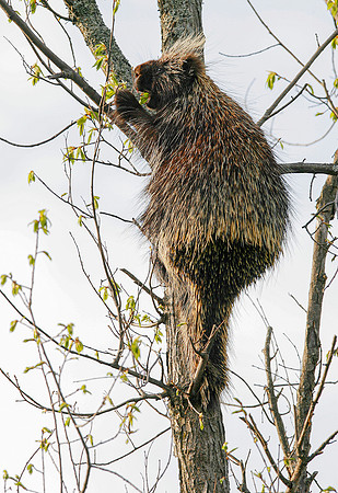 Porcupine in Tree, VT
