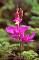 Calopogon, VT