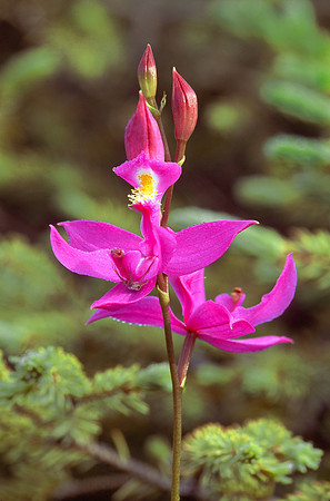 Calopogon, VT