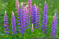 Cheryl's Purple Lupines, VT