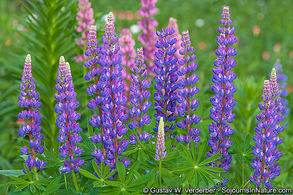 Cheryl's Purple Lupines, VT