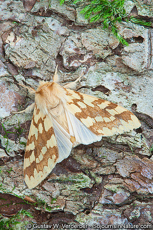 Spotted Tussock Moth, VT