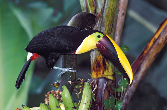 Chestnut-mandibled Toucan Master, Costa Rica