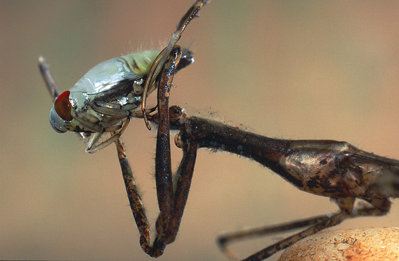 Water Scorpion and Prey, VT