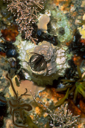 Rough Barnacle in Tide Pool, ME