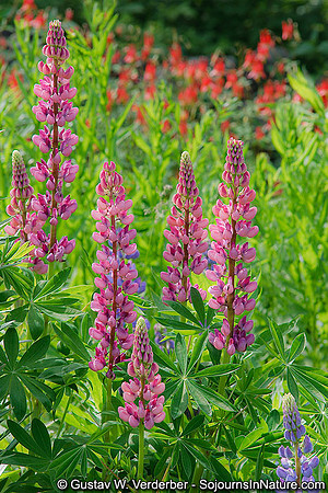 Cheryl's Pink Lupines, VT