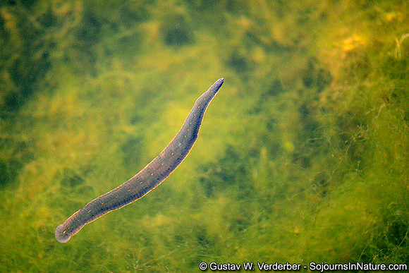 North American medicinal leech,  (Macrobdella decora), Quebec