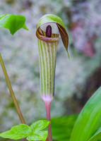 Jack in the Pulpit, VT