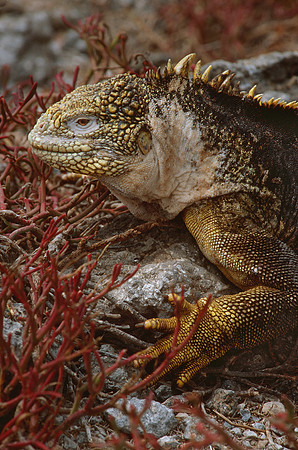 Galapagos Land Iguana, Galapagos Islands