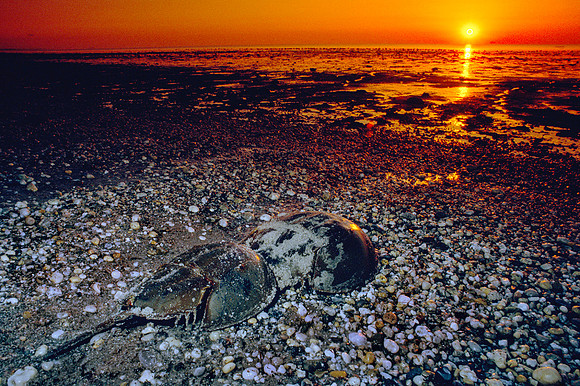 Mating Horseshoe Crabs at Sunrise, Delaware