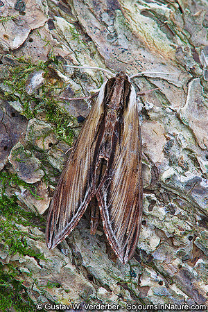 Laurel Sphinx Moth, VT
