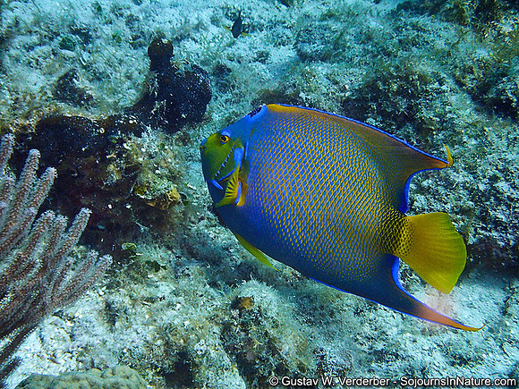 Queen Angelfish, Roatan