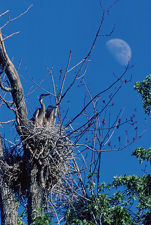 Great Blue Heron Nestlings & Moon, VT