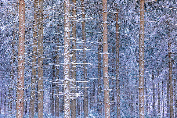Red Pines, VT