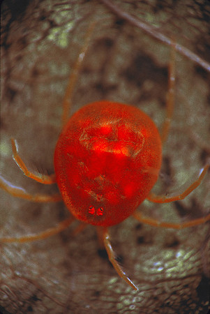 Red Velvet Mite, VT