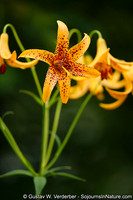 Canada Lily, VT