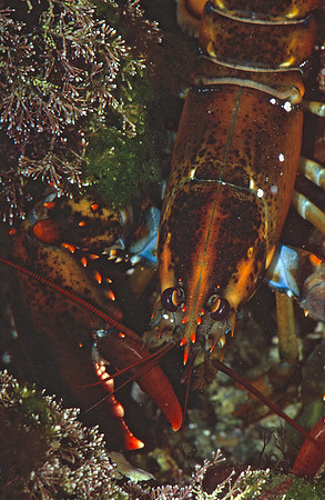 Northern Lobster in Tide Pool, ME