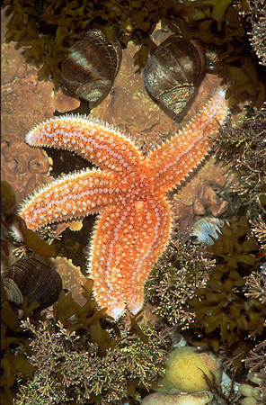 Boreal Starfish in Tide Pool, ME